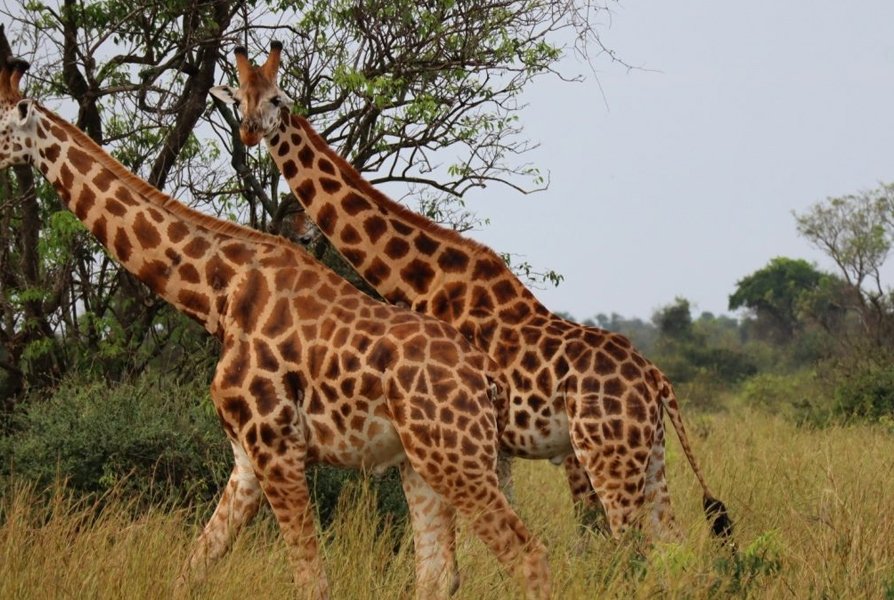 Giraffe in the Buligi game area