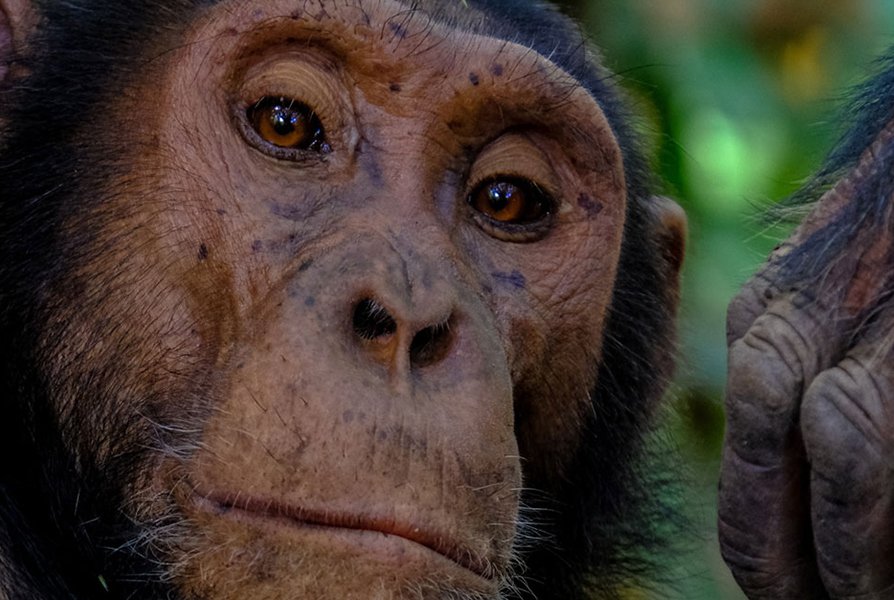 Wildlife Safari and Chimp Trek