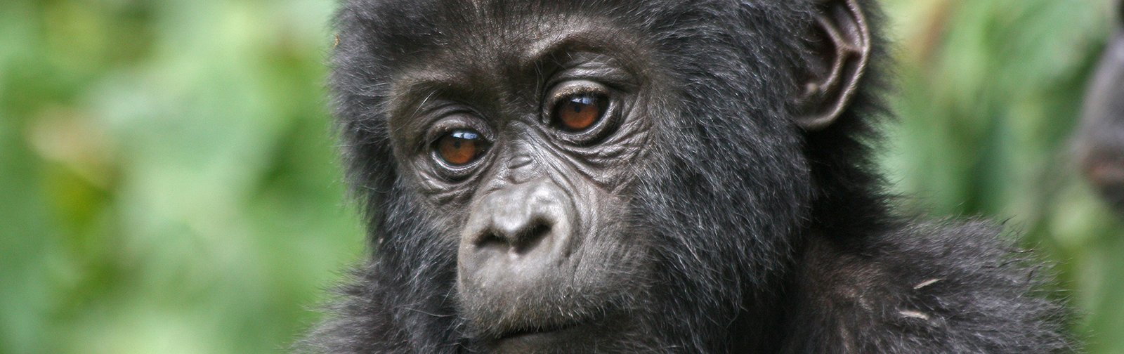 Mountain gorilla