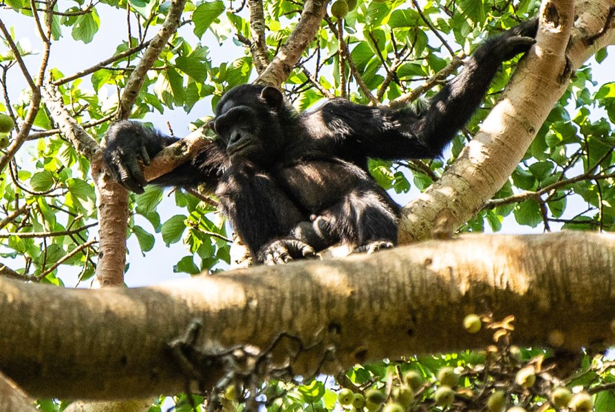 Sambiya River Lodge