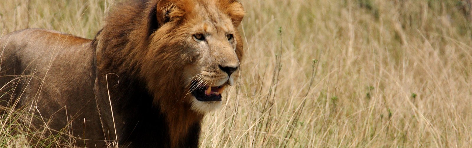 Big Five Safari