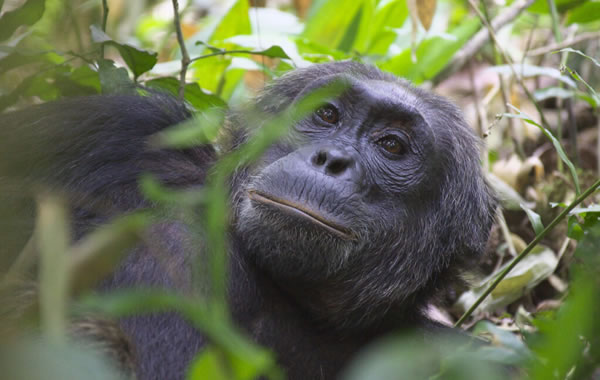 Chimpanzee tracking Kibale