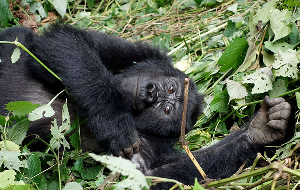 Gorilla Trek Rwanda