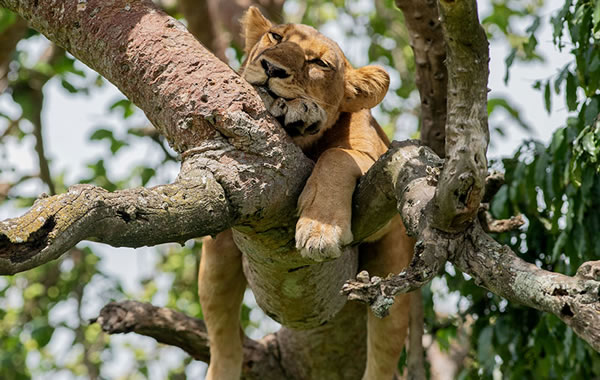 Uganda Wildlife