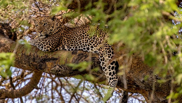 murchison-falls-cats