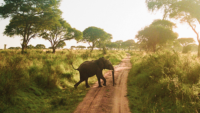 murchison-falls-elephants