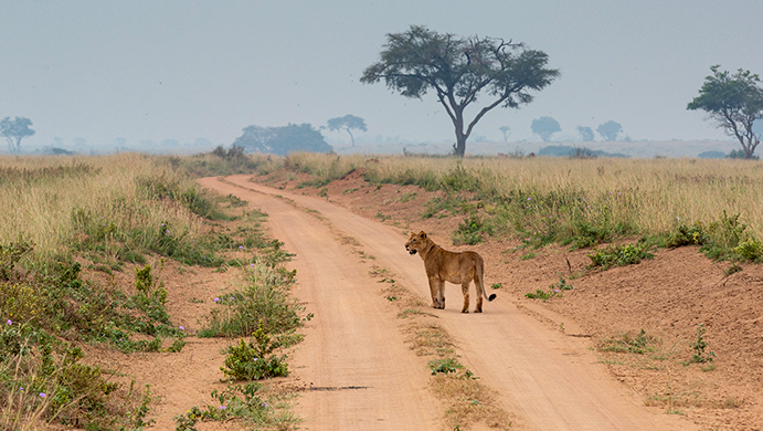 murchison-falls-lions