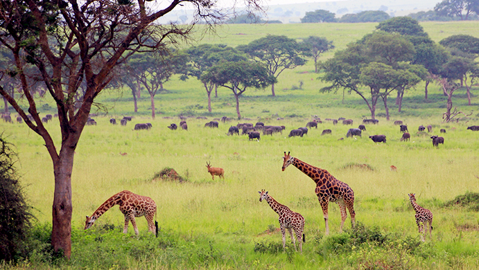 murchison-falls-wilderness