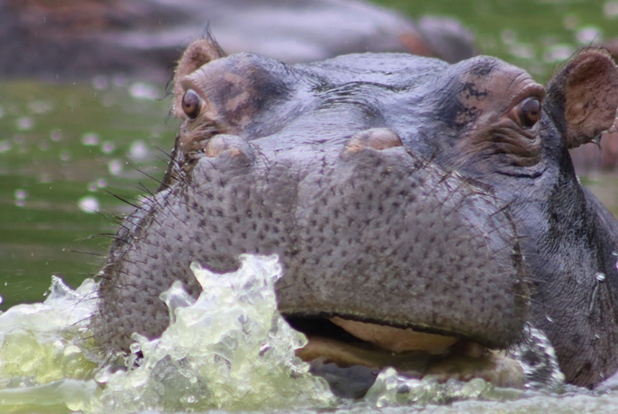 hippo