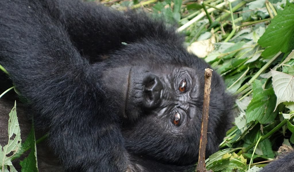 gorilla trekking