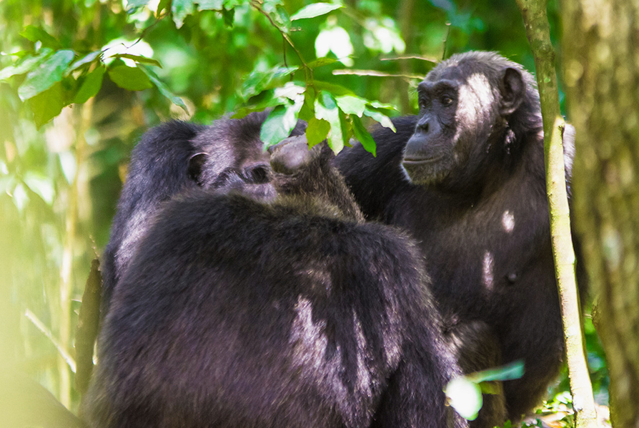 gorillas
