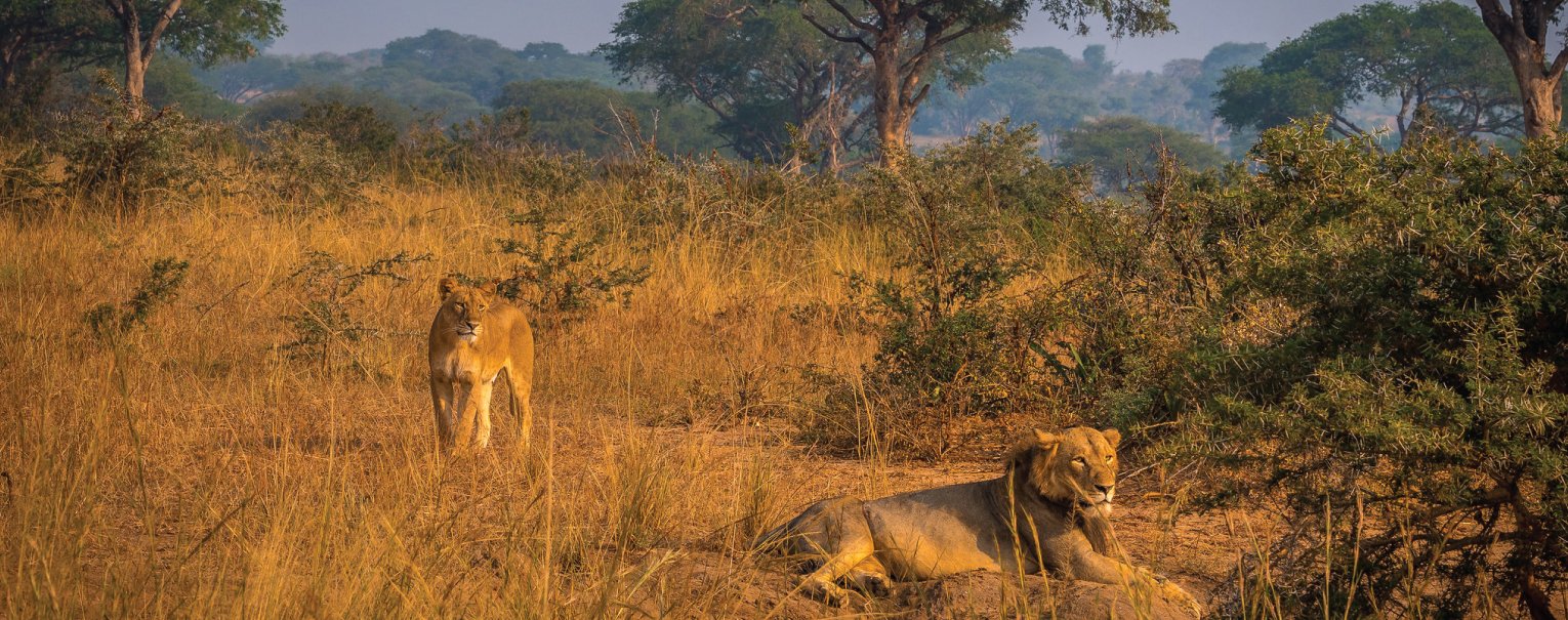 Ultimate Migration Safari